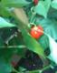 Keith's Hot Peppers