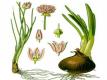 How do you Keep Green Onions Fresh in the Fridge? 