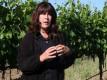 How Grapevines Bloom And Fruit Develops: Flowering Plants At Jordan Vineyard & Winery
