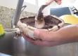 Tips to Clean the Inside of a Mushroom