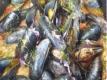 Moroccan Recipes - How to Cook Mussels With Couscous