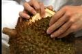 How To Cut A Durian