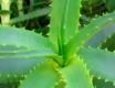 How To Filet Aloe Vera Leaf