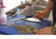 Tips To Fillet A Fish