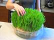 Growing Wheatgrass Video