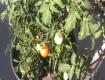 Hand Pollinating Tomatoes In The Tomato Garden