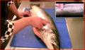How to Know Fresh Fish? 