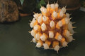How to Make a Porcupine Ball