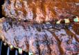 How To Make Grilled Ribs
