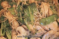 How To Make Chicken And Broccoli Stir Fry