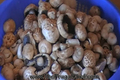 How To Make Home Pickled Mushrooms