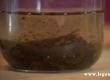 How To Make Vanilla Extract