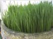 How To Make Wheatgrass Taste Better