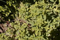 How To Make Sun Dried Italian Herbs