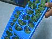 How To Preserve Herbs in Ice Cubes