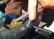 Tips To Shuck An Oyster