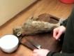 How To Prepare Rabbit For Cooking : Part 1 - Gutting