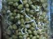 How To Sprout Mung Beans