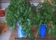 How To Store Green Leafy Herbs