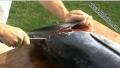How To Transform A Whole Tuna Into Tuna Loins
