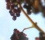 Humanitas Winery - Its all about Charity