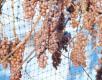 Ice Wine And Grape Harvesting