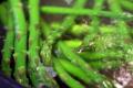 How To Make Almond Asparagus