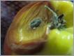 How To Make Apple Grapefruit Mold