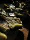 How To Make Artichoke Antipasto