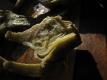 How To Make Chilled Artichoke Plate