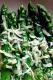 How To Make Asparagus Boiled