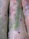 Asparagus Roll-Up