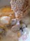 Baked Ham and Eggs
