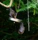 How To Make Bat Wings