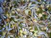 How To Make Beans Sprouted