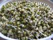 How To Make Bean Sprouts Salad