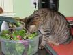 How To Make Bengal Salad