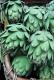 Boiled Artichokes