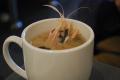 How To Make Brain Soup