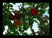 How To Make Branched Sweet Cherries