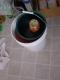 How To Make Brined Turkey