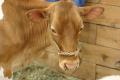 How To Make Brown Cow