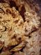Brown Sugar Boiled Frosting