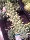 Brussels Sprouts With Grapes