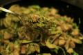 Brussels Sprouts a la Princess