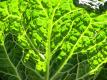 How To Make Cabbage Leaves With Buckwheat Stuffing