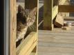 How To Make Springtime Calico Mold