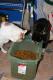 How To Make Homemade Calico Casserole