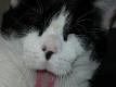 How To Make Cats Tongues