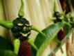 How To Make Chayote And Peppers